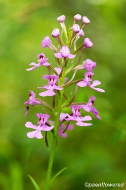 Purple fringeless orchid