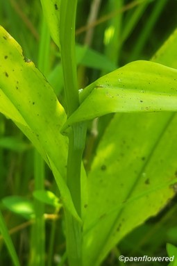Foliage