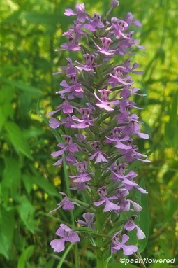 Flower spike