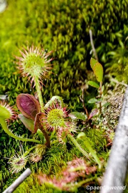 Drosera