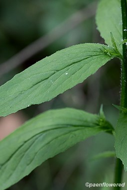 alcohol and tobacco permit Welcome To Maryland Alcohol, Tobacco, and Cannabis Commission