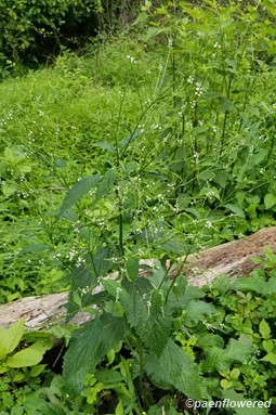 Plant form & habitat