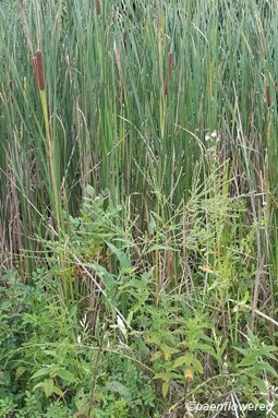Growing with cattails in wetlands