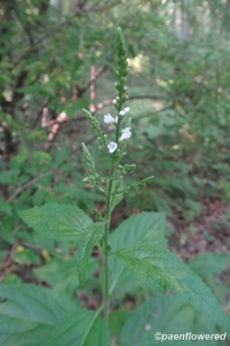Leaves and flowers