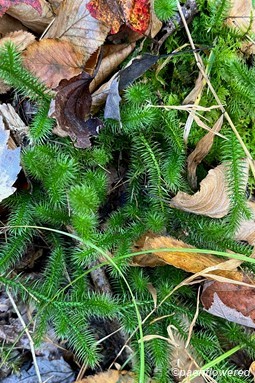 Typical growth form