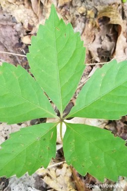 Parthenocissus