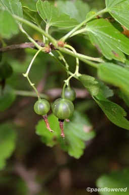 Roundleaf gooseberry