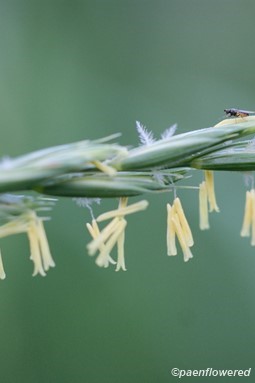 Plant in flower