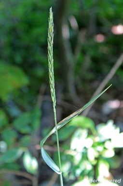 Mature spike