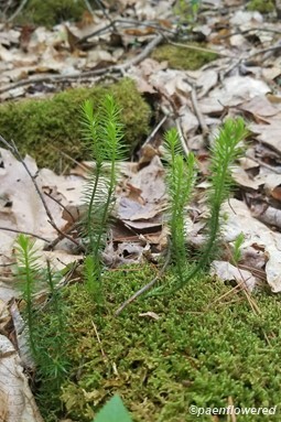 Plant form & habitat