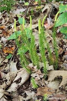 Plants with strobili