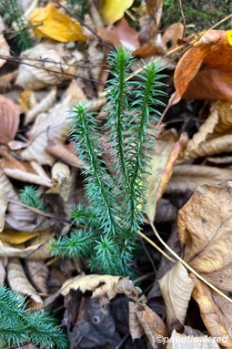 Typical growth form 