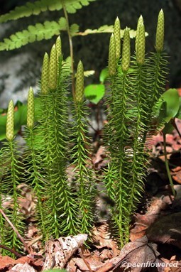 Plants with strobili