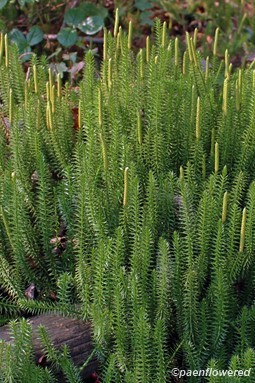 Plants with strobili