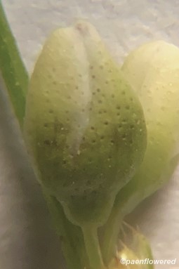 Flowers with punctate glands