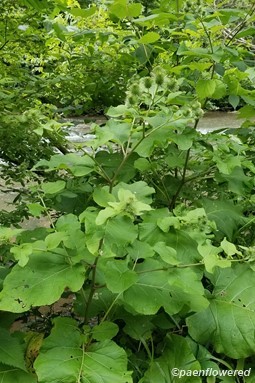Plant form & habitat