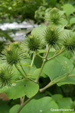 Buds and leaves