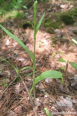 Plant form