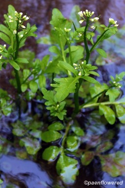 Pennsylvania Bittercress - Flora of Pennsylvania