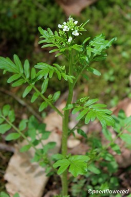 Plant in upland soil