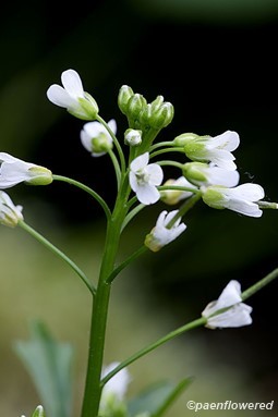 Pennsylvania Bittercress - Flora of Pennsylvania