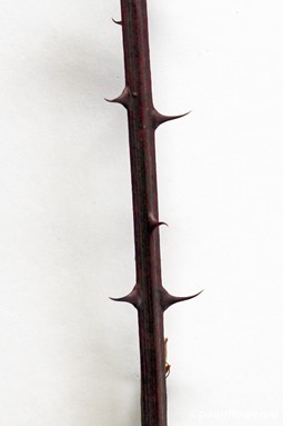 Square stem with curved prickles