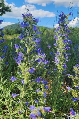Plants in flower