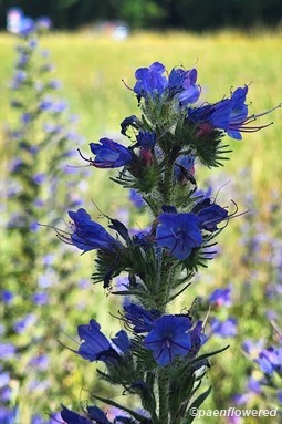 Plant in flower