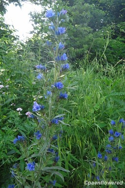 Plant form & habitat