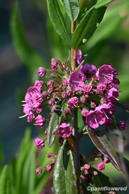 Plant in flower
