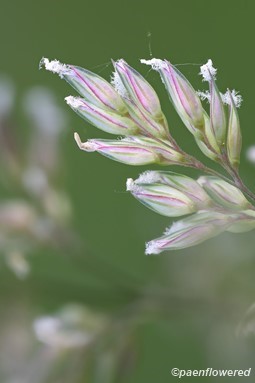 Flowering