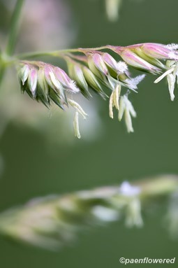 Spikelets in flower