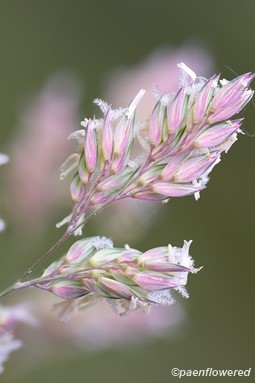 Flowering