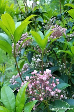 Kalmia