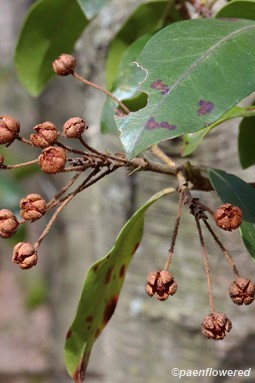 Plant in fruit