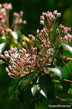 Buds and leaves