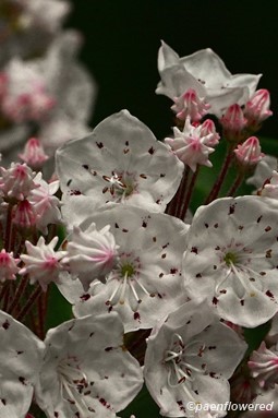 Flowers and buds