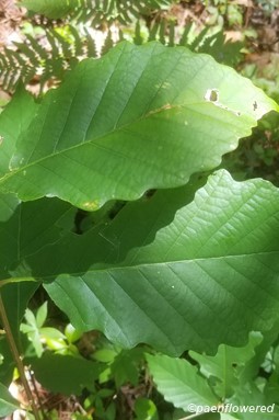 Seedling