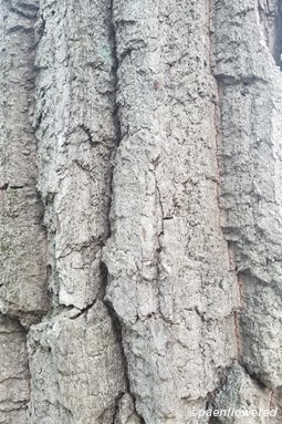 Bark