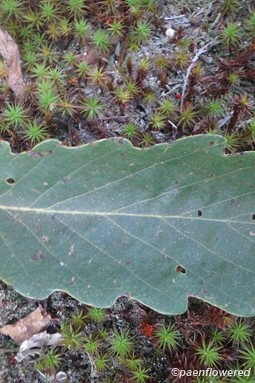 Leaf on moss