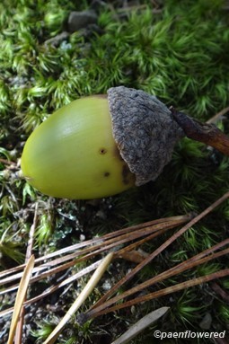 Acorn