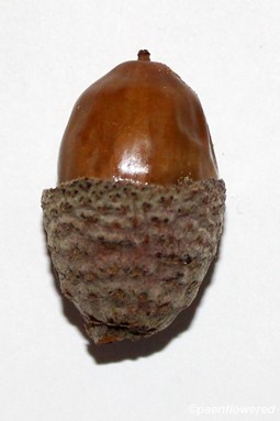 Acorn