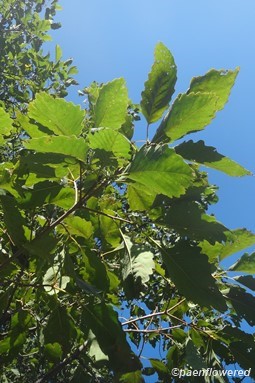 Foliage