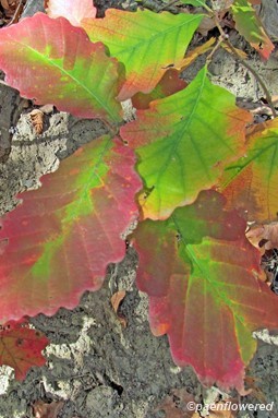 Autumn leaves