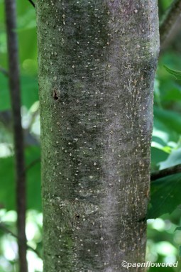 Bark with two-lined chestnut borer exit holes