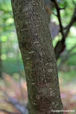 Bark with lenticels