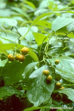 Fruits & leaves