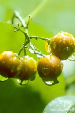 Fruit