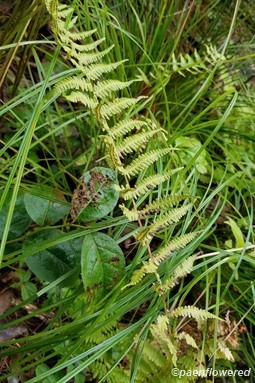 Aging frond