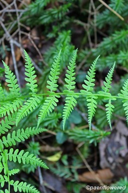 Young fronds